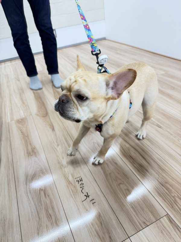 埼玉ショールーム　フロアコーティング　お客様の様子