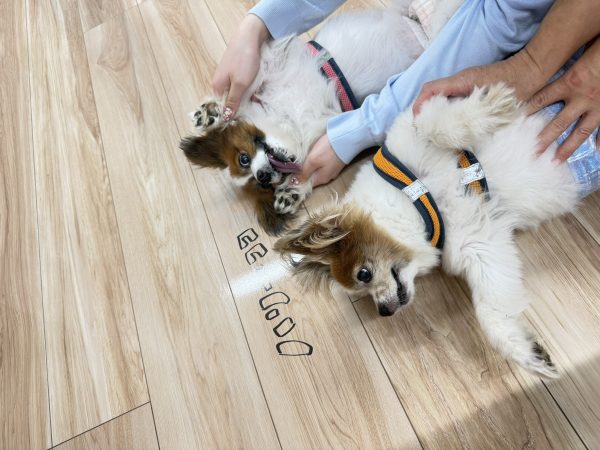 埼玉ショールーム フロアコーティング お客様の様子