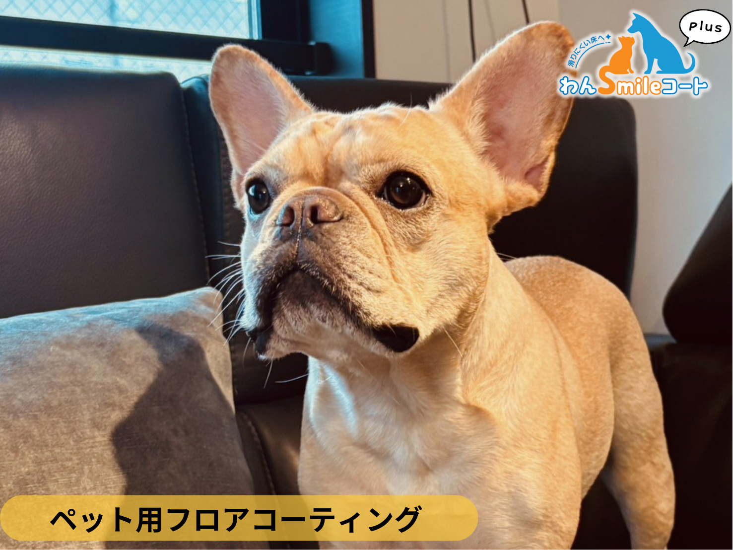 【千葉県流山市】入居中マンション(18年)わんスマイルコートPlus施工事例|愛犬が滑りにくいマット仕上げのフロアコーティング